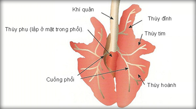 Phổi bò